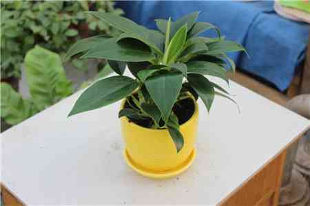 金鉆有毒嗎(大葉綠公主金鉆有毒嗎)插圖5