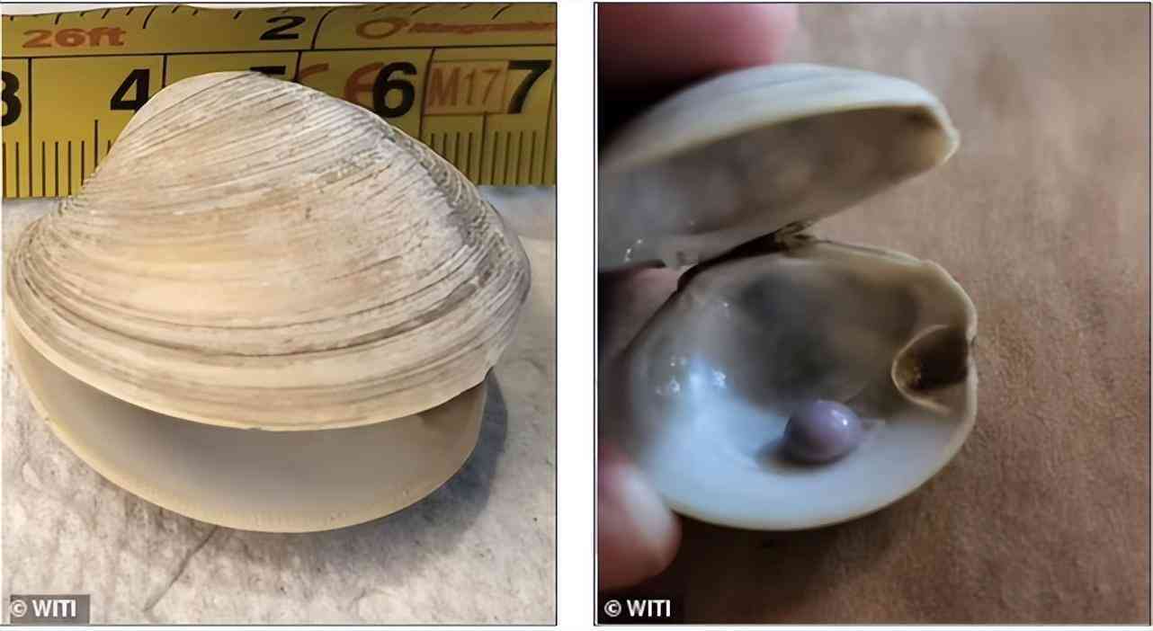 珍珠的價格多少錢一粒(真正的珍珠項鏈多少錢)插圖2