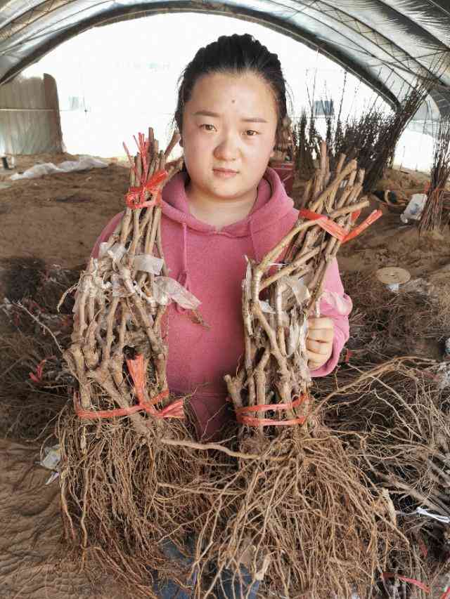 藍寶石葡萄苗多少錢棵(藍寶石葡萄苗每階段注意事項)