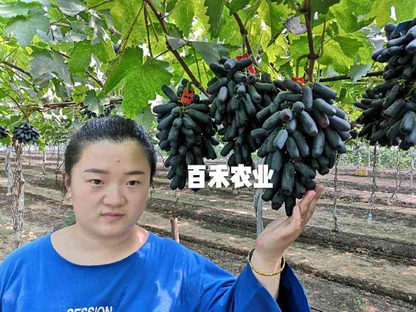 藍寶石葡萄苗多少錢棵(藍寶石葡萄苗每階段注意事項)插圖1