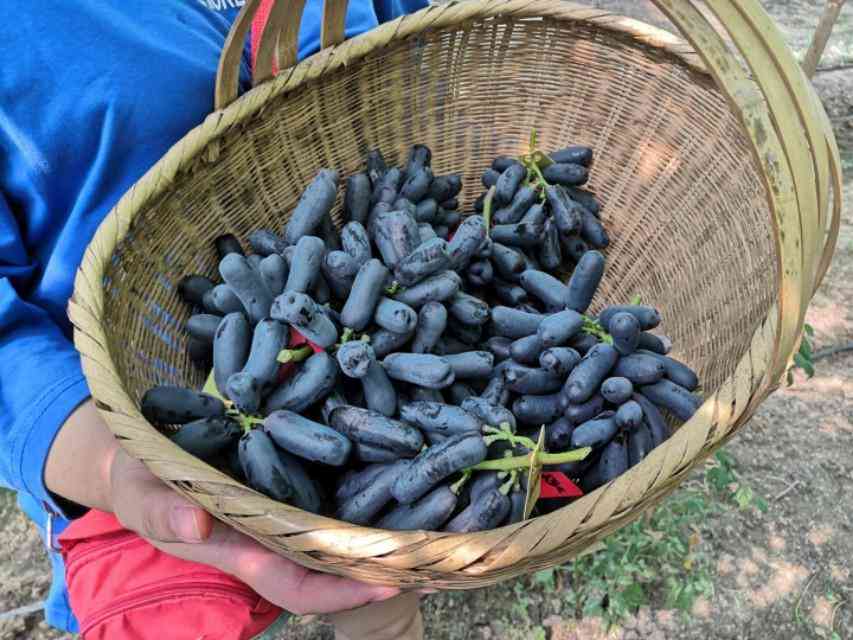 藍寶石葡萄苗多少錢棵(藍寶石葡萄苗每階段注意事項)插圖2