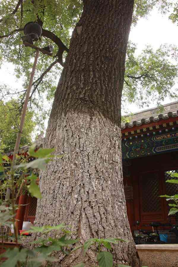 大家壇珠寶校長(zhǎng)真面目(大家壇珠寶論壇)插圖10