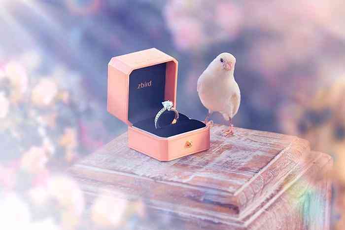 鉆石小鳥.消息(鉆石小鳥怎么樣 知乎)插圖2