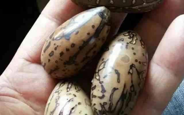 千眼菩提的危害(菩提子不能亂戴)插圖4