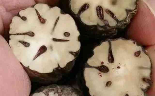 千眼菩提的危害(菩提子不能亂戴)插圖6