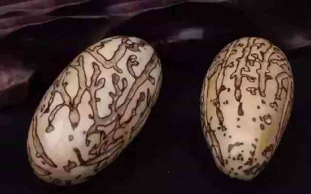 千眼菩提的危害(菩提子不能亂戴)插圖7