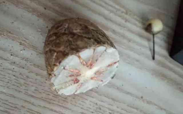 千眼菩提的危害(菩提子不能亂戴)插圖8