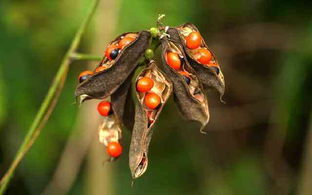 千眼菩提的危害(菩提子不能亂戴)插圖15
