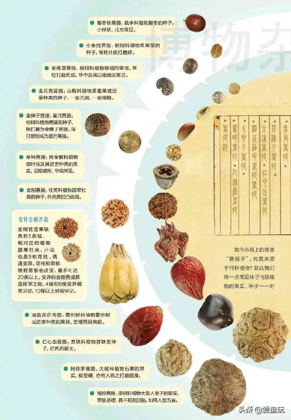 菩提手串種類(金剛菩提手串多少顆好)