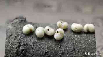 菩提手串種類(金剛菩提手串多少顆好)插圖14