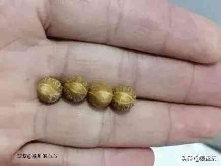 菩提手串種類(金剛菩提手串多少顆好)插圖17