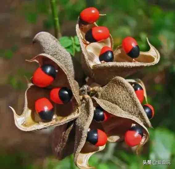 菩提手串種類(金剛菩提手串多少顆好)插圖27