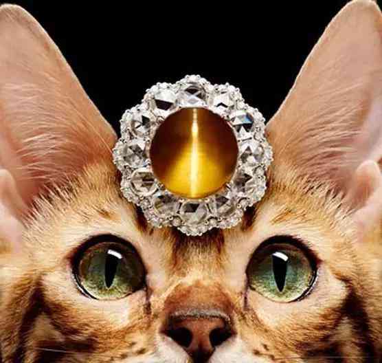 白貓眼石貴嗎(貓眼石怎么看真假辨別)