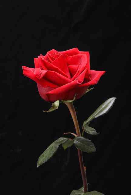 給情人送禮物送什么最好(送男人禮物前十件排名)插圖1