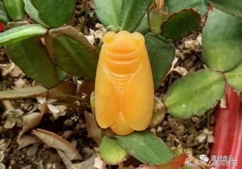 黃蠟石產(chǎn)地在什么地方(黃蠟石分布)插圖29