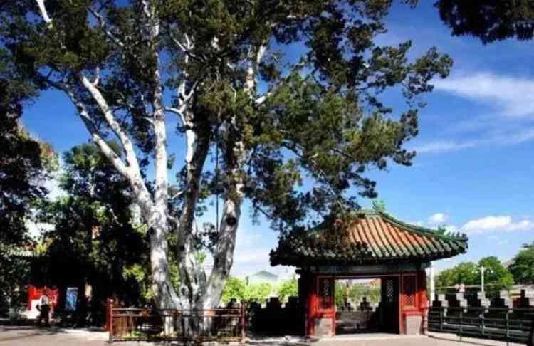 100億天價(jià)玉石(老玉件真品圖片大全)插圖1