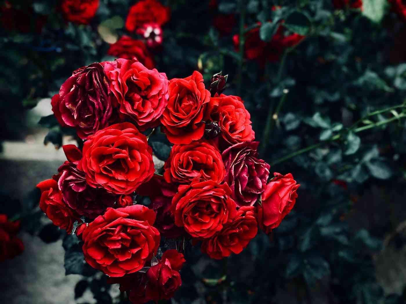 送女朋友生日禮物送什么好(女朋友生日送什么最好)插圖1