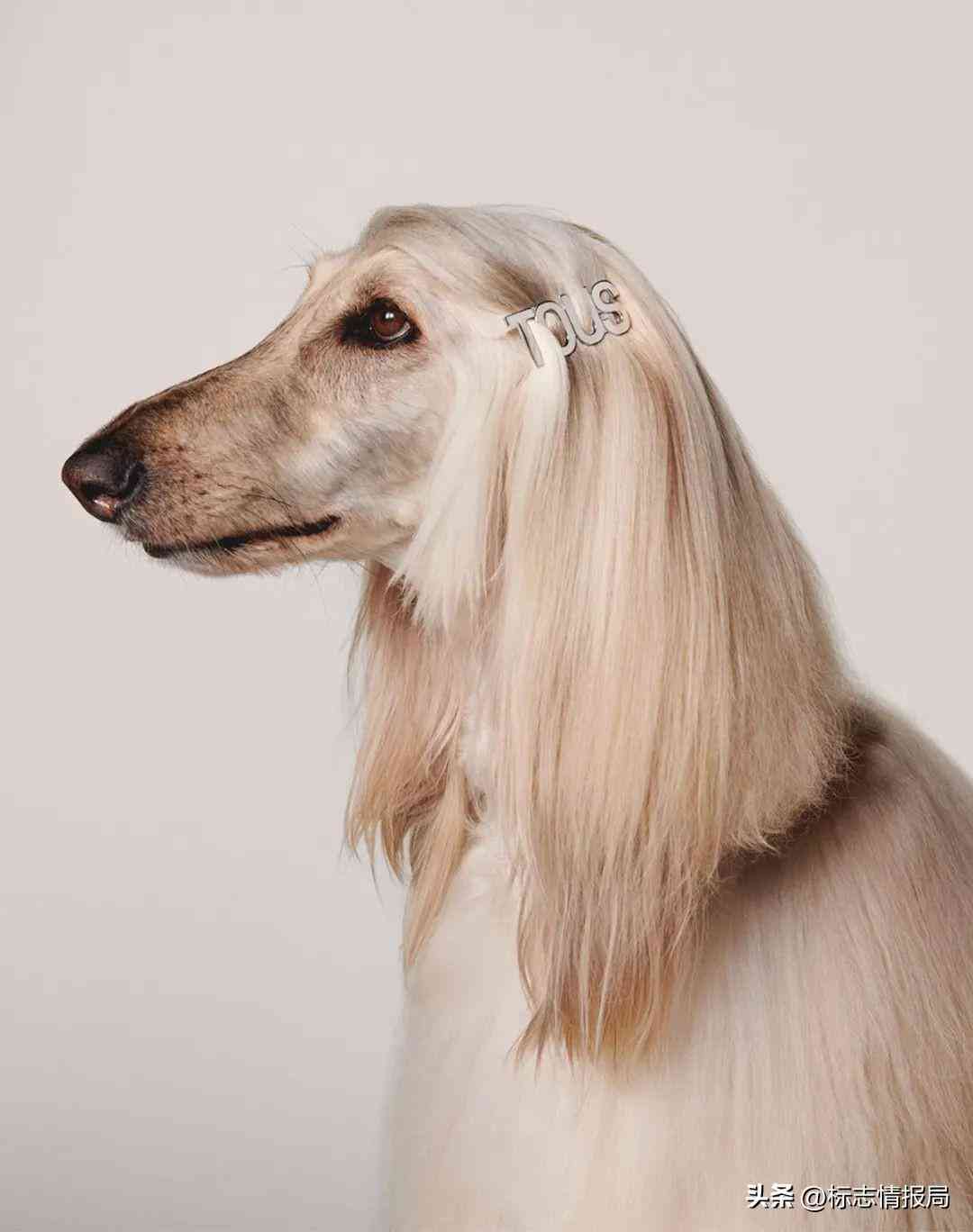 珠寶品牌logo(珠寶品牌logo大全)插圖8