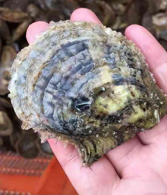 白色珍珠項鏈多少錢(白色珍珠項鏈戴久了會變色嗎)插圖10