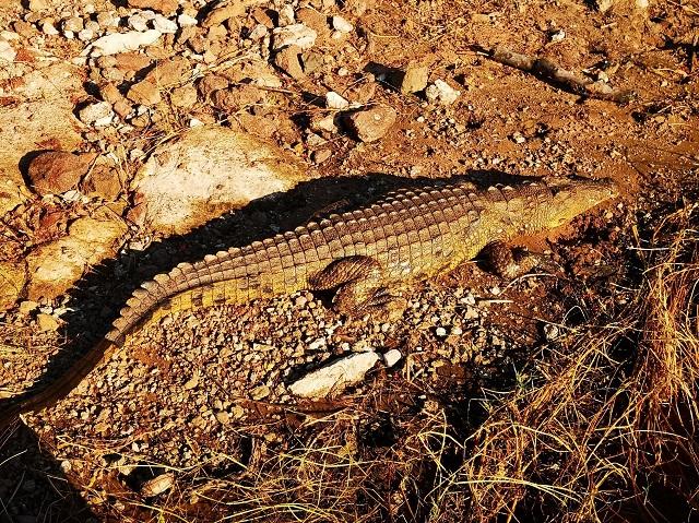 世界十大奢侈品牌包包排行(一線二線三線奢侈品牌包包)插圖1