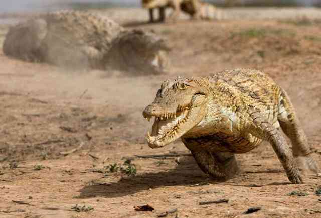 世界十大奢侈品牌包包排行(一線二線三線奢侈品牌包包)插圖2