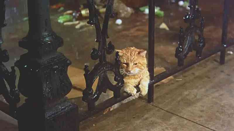 蒂凡尼的早餐經(jīng)典片段(蒂凡尼的早餐經(jīng)典鏡頭)插圖7