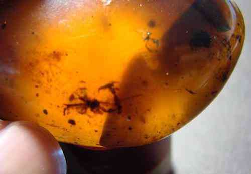 血琥珀的價格是多少一克(血琥珀價格多少錢一克)插圖19