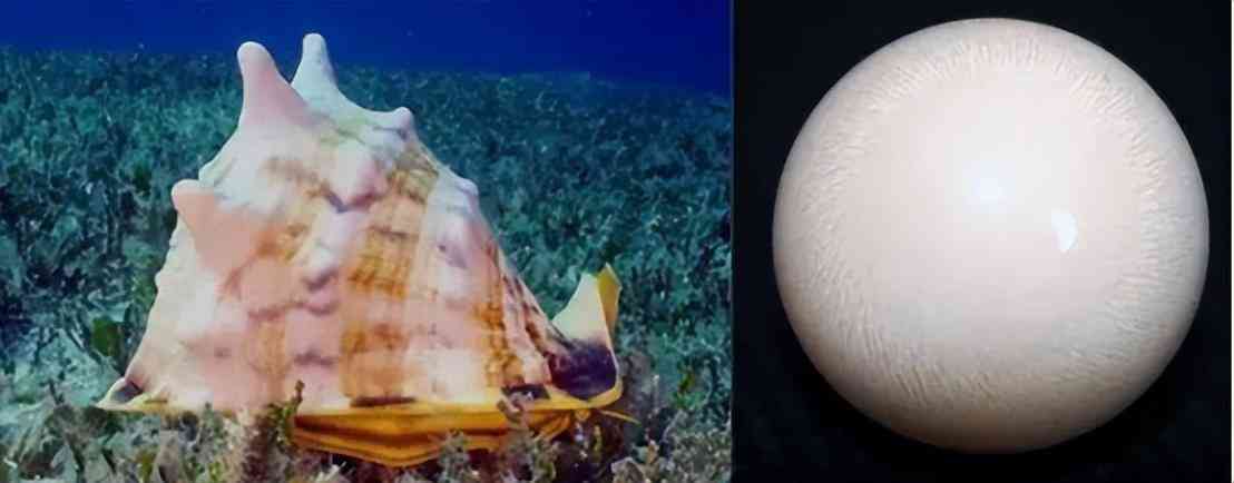 什么樣的珍珠有收藏價(jià)值(什么樣子的珍珠適合收藏)插圖2