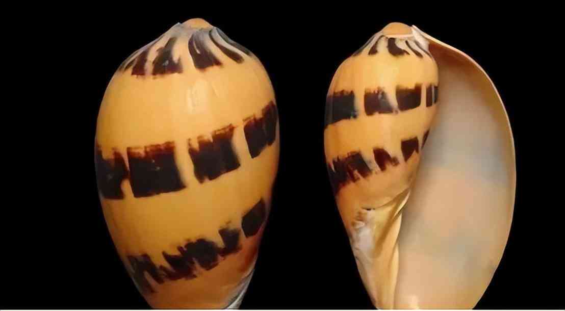 什么樣的珍珠有收藏價(jià)值(什么樣子的珍珠適合收藏)插圖5