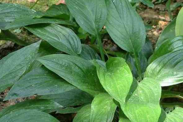 砭石的作用與功效(砭石)