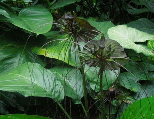 砭石的作用與功效(砭石)插圖1