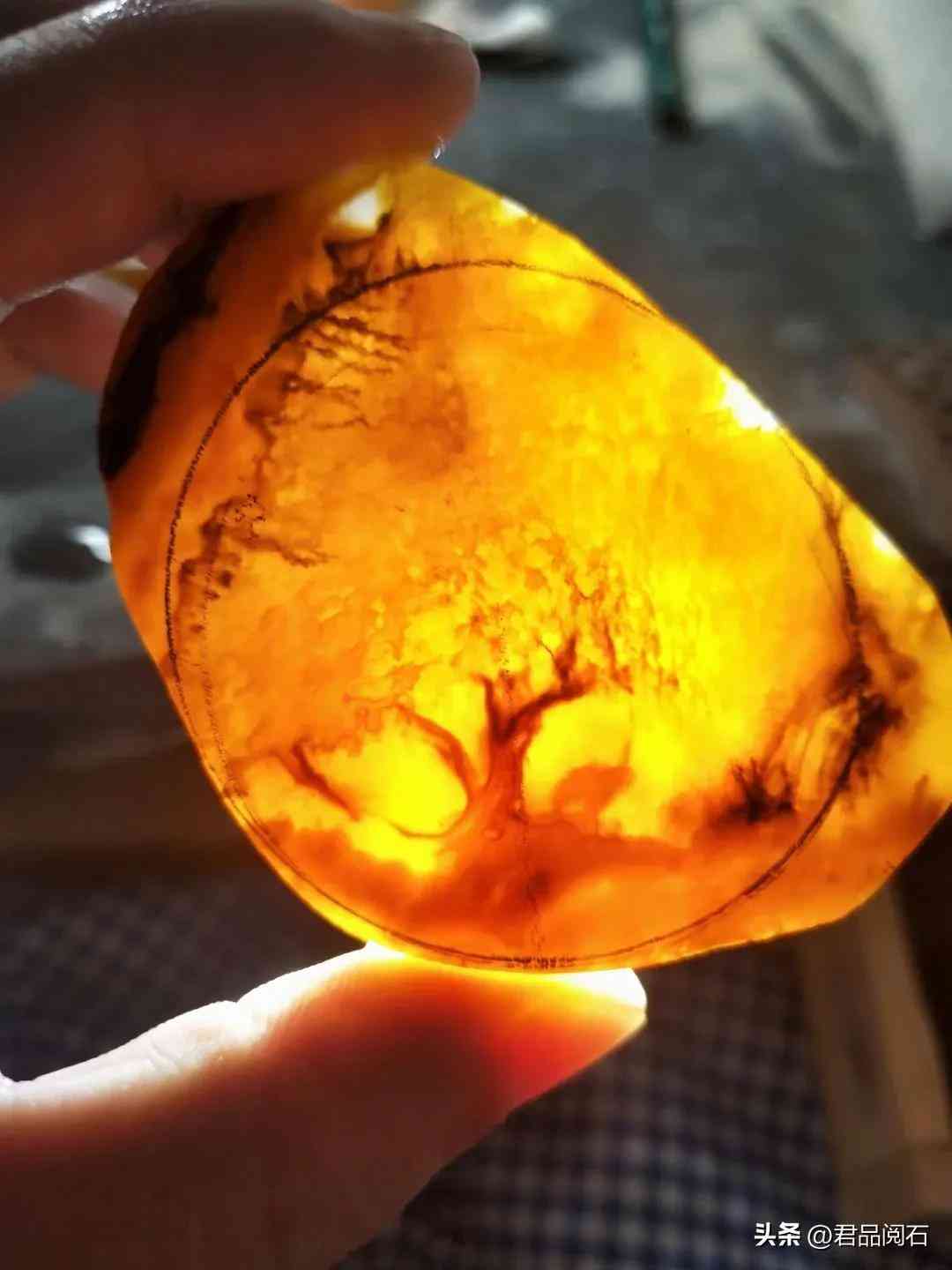 黃龍玉好不好(黃龍玉好不好養(yǎng))插圖11