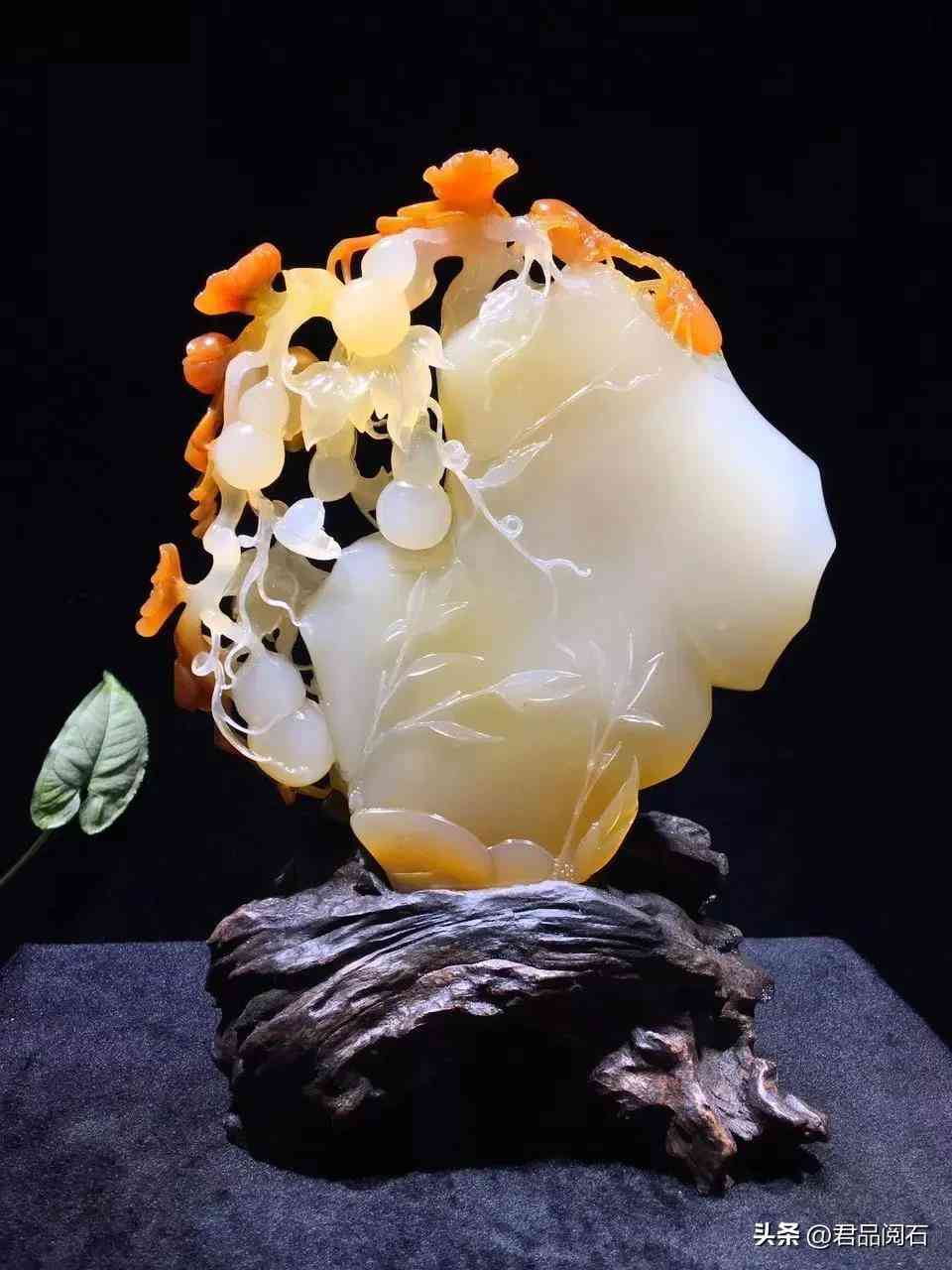 黃龍玉好不好(黃龍玉好不好養(yǎng))插圖18