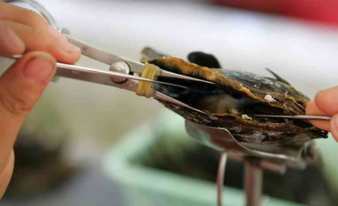 黑珍珠項鏈(黑珍珠項鏈的寓意)插圖5