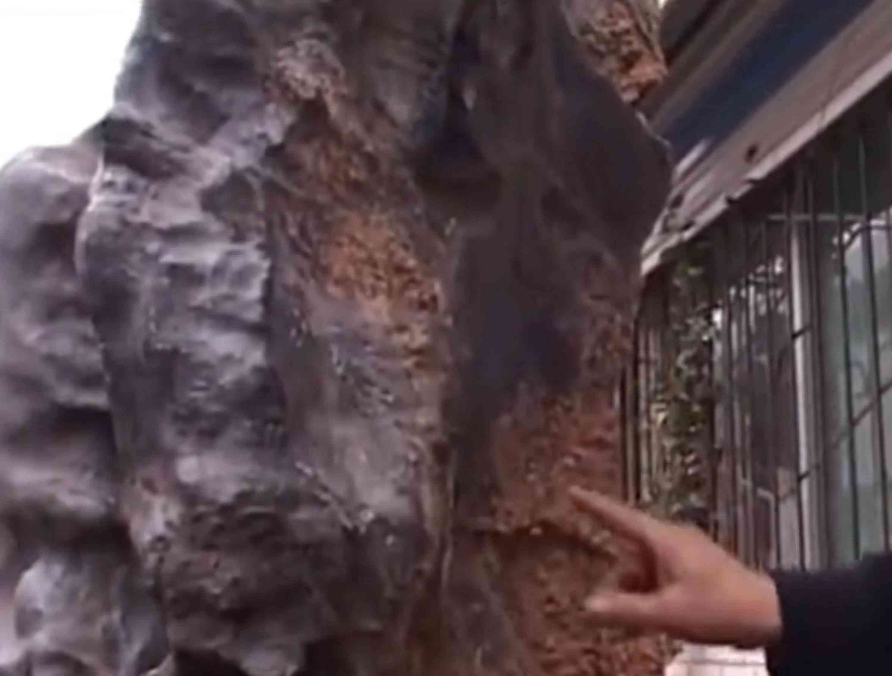 黑隕石價(jià)格多少錢一克(黑隕石價(jià)格能值多少錢一克)插圖6