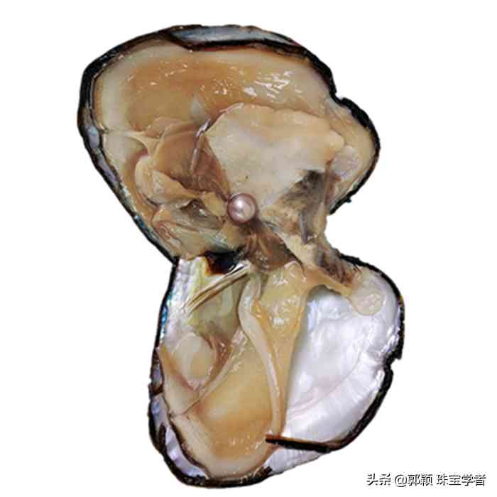 為什么不要買愛迪生珍珠插圖7