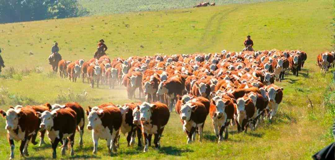 烏拉圭紫水晶800貴嗎(烏拉圭紫水晶800貴嗎值錢嗎)插圖7