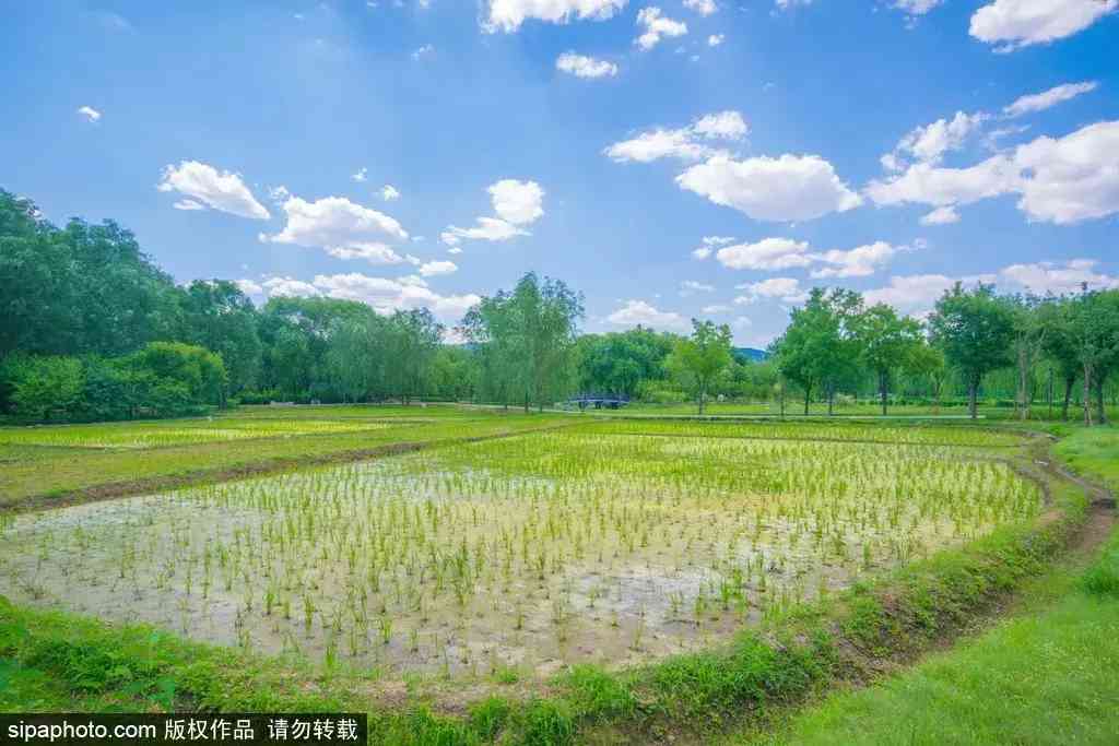 北京哪里買翡翠最放心(北京哪里買翡翠最放心的地方)插圖7