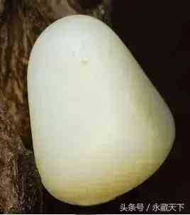 怎么判斷是不是羊脂玉(怎么判斷是不是羊脂玉茶具)插圖2