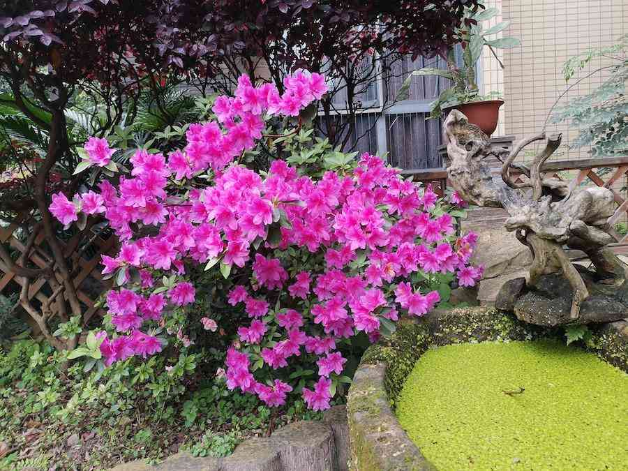 彩鉆杜鵑花是幾季花(彩鉆杜鵑是一季花嗎)