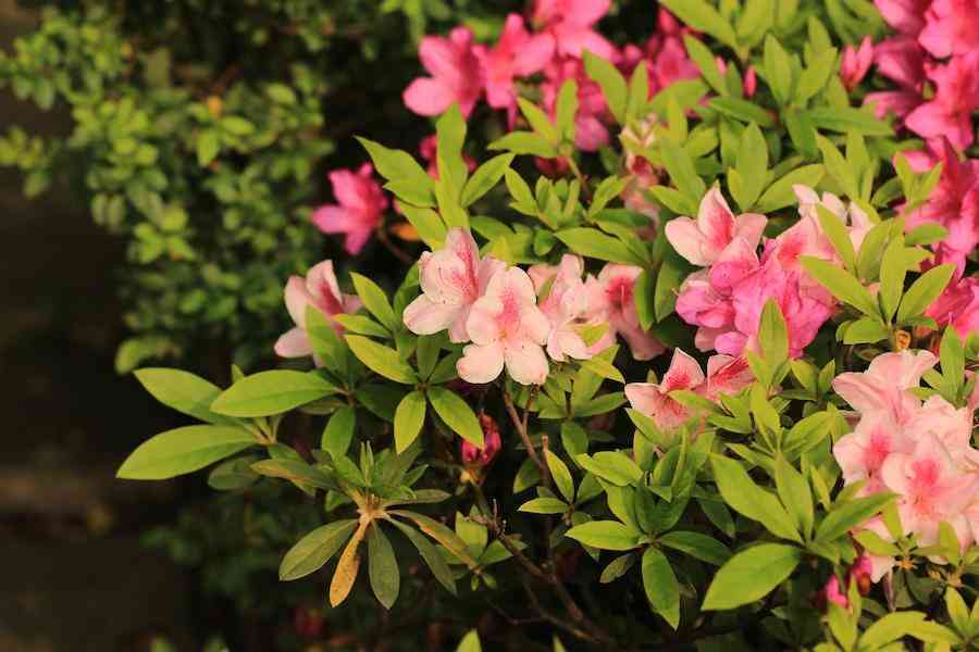 彩鉆杜鵑花是幾季花(彩鉆杜鵑是一季花嗎)插圖1