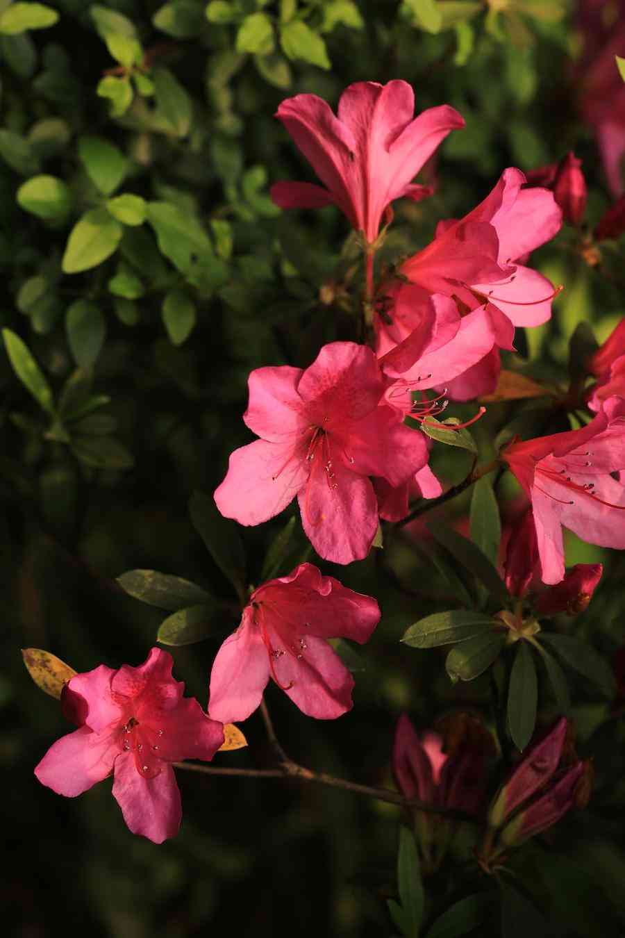 彩鉆杜鵑花是幾季花(彩鉆杜鵑是一季花嗎)插圖2