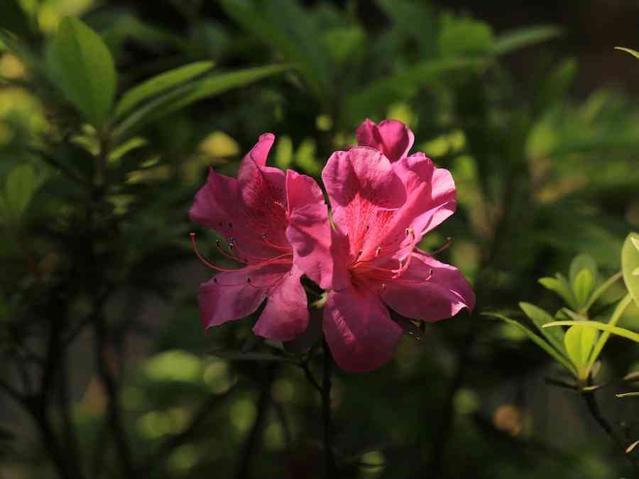 彩鉆杜鵑花是幾季花(彩鉆杜鵑是一季花嗎)插圖3