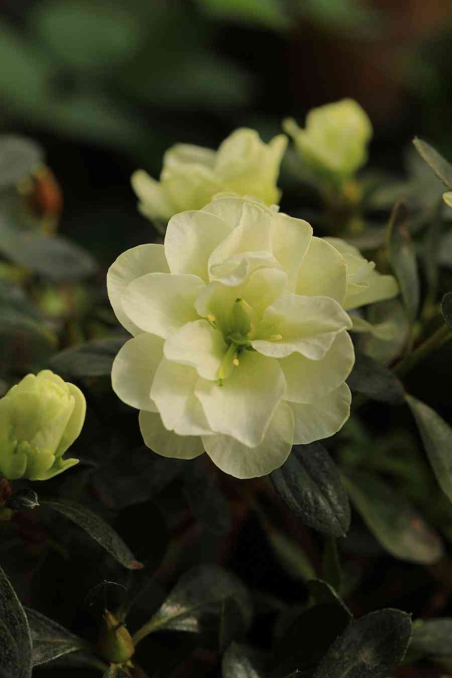 彩鉆杜鵑花是幾季花(彩鉆杜鵑是一季花嗎)插圖4