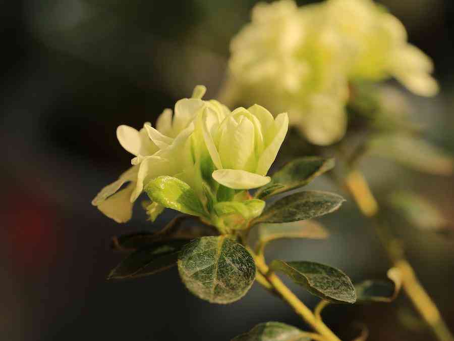 彩鉆杜鵑花是幾季花(彩鉆杜鵑是一季花嗎)插圖5