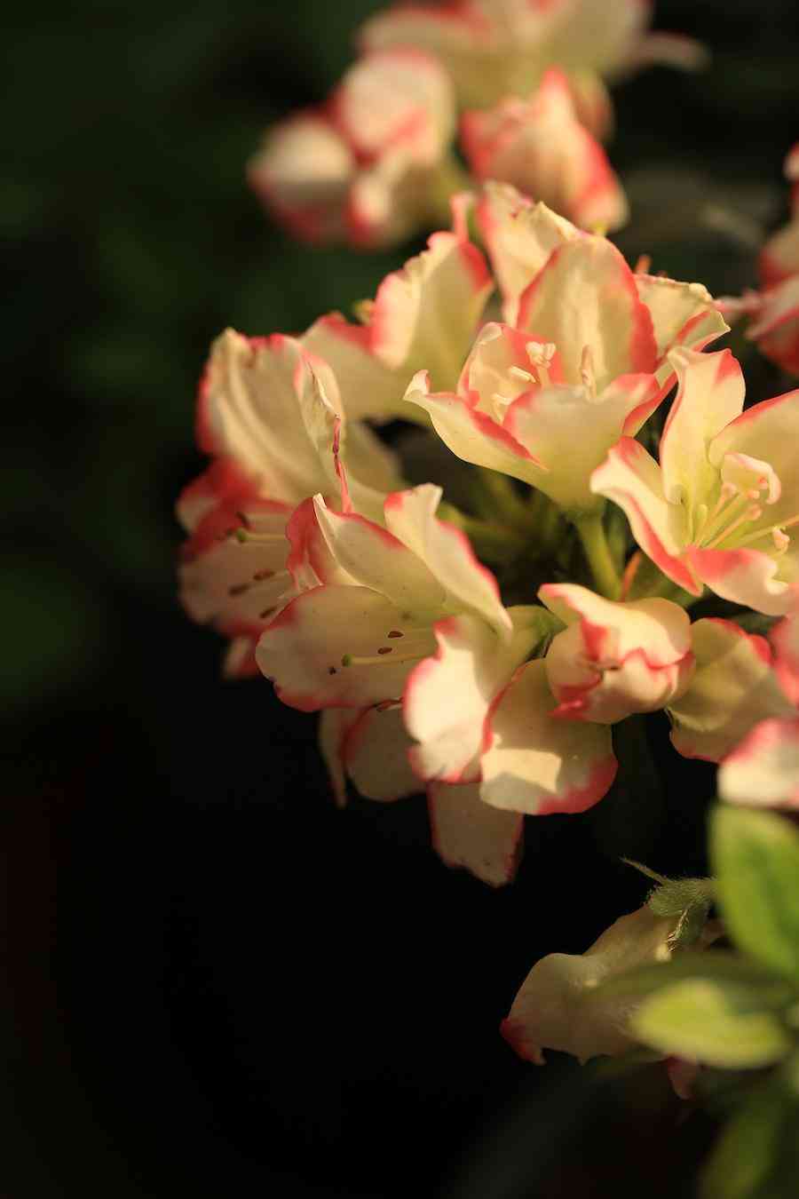 彩鉆杜鵑花是幾季花(彩鉆杜鵑是一季花嗎)插圖6