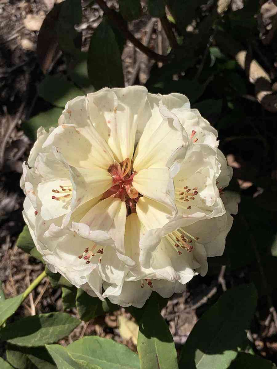 彩鉆杜鵑花是幾季花(彩鉆杜鵑是一季花嗎)插圖8