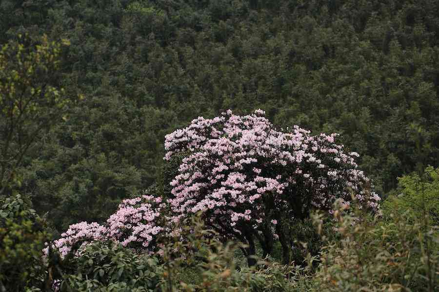 彩鉆杜鵑花是幾季花(彩鉆杜鵑是一季花嗎)插圖9