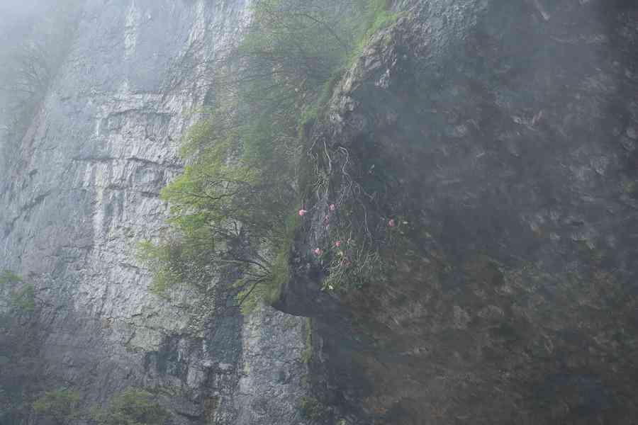 彩鉆杜鵑花是幾季花(彩鉆杜鵑是一季花嗎)插圖10