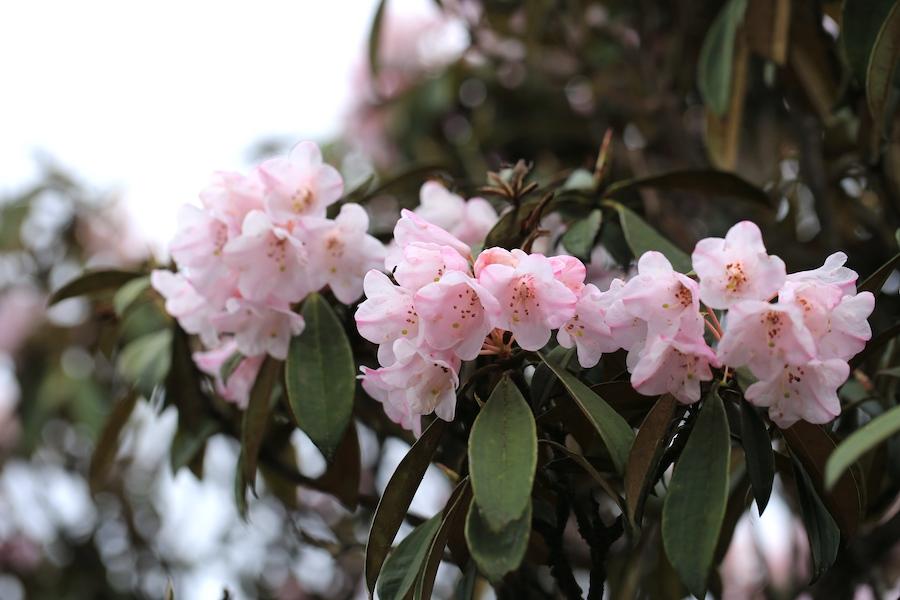 彩鉆杜鵑花是幾季花(彩鉆杜鵑是一季花嗎)插圖11